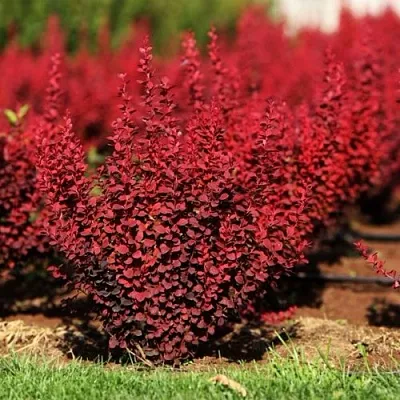 Барбарис ОРАНЖ РОКЕТ тунберга  Барбарис ОРАНЖ РОКЕТ тунберга в Сочи