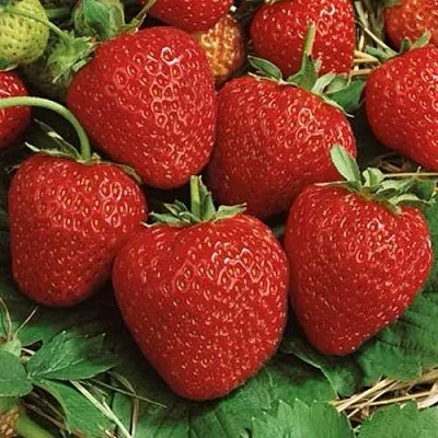 Клубника КОРОНА в Сочи