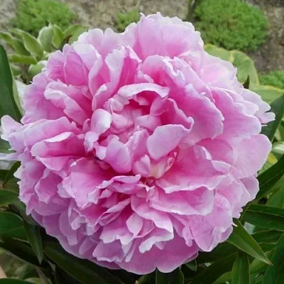 Пион РИМ травянистый  Пион РИМ травянистый в Сочи