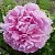 Пион РИМ травянистый в Сочи