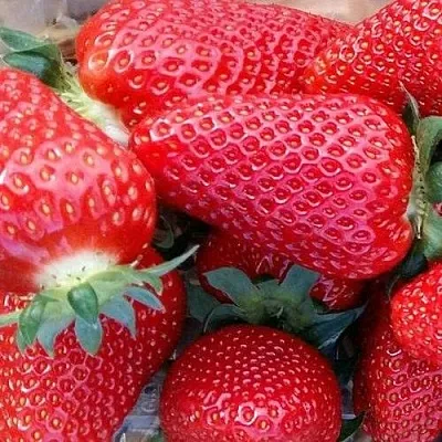 Клубника АМИ в Сочи