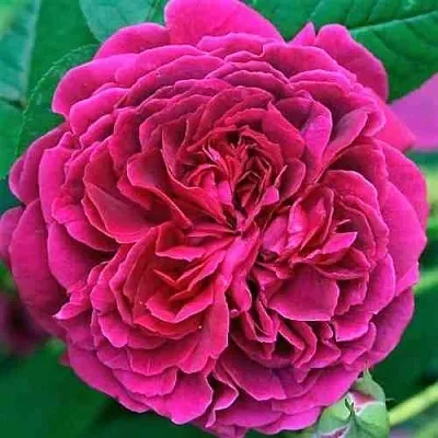 Саженцы роз ВИЛЬЯМ ШЕКСПИР английская  Саженцы роз ВИЛЬЯМ ШЕКСПИР английская в Сочи