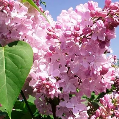 Сирень АДЕЛИНА  Сирень АДЕЛИНА в Сочи