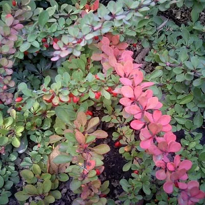 Барбарис ГРИН КАРПЕТ тунберга  Барбарис ГРИН КАРПЕТ тунберга в Сочи