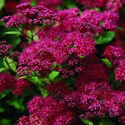 Спирея АНТОНИ ВАТЕРЕР японская в Сочи