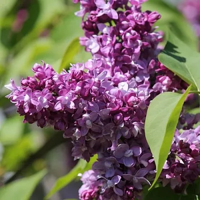 Сирень ИЗОБИЛИЕ  Сирень ИЗОБИЛИЕ в Сочи