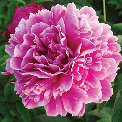 Пион ПУРПУРНАЯ ФЕЕРИЯ травянистый  Пион ПУРПУРНАЯ ФЕЕРИЯ травянистый в Сочи