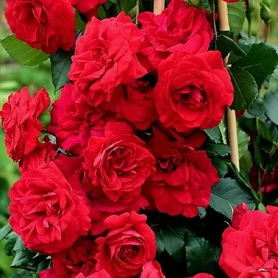 Саженцы роз АМАДЕУС плетистая  Саженцы роз АМАДЕУС плетистая в Сочи