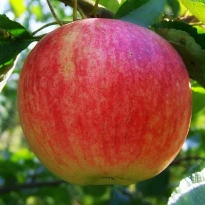 Яблоня ШТРИФЕЛЬ  Яблоня Штрифель (Штрейфлинг или Осеннее полосатое) в Сочи