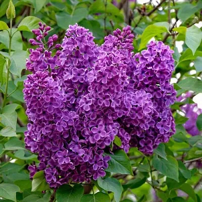 Сирень СУМЕРКИ  Сирень СУМЕРКИ в Сочи