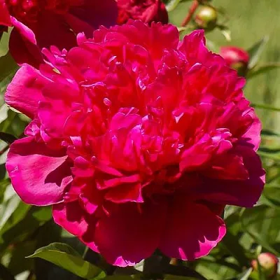 Пион БИГ БЕН травянистый  Пион БИГ БЕН травянистый в Сочи