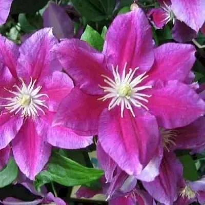 Клематис ХАНИЯ в Сочи