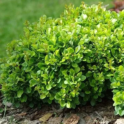 Барбарис КОБОЛЬД тунберга  Барбарис КОБОЛЬД тунберга в Сочи