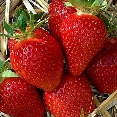 Клубника СИБИЛЛА в Сочи