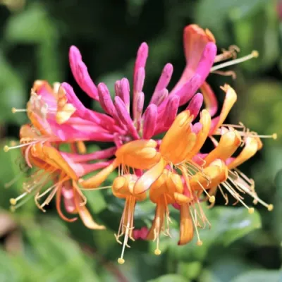 Жимолость ГЕКРОТА в Сочи