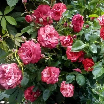 Саженцы роз БРАУНИ плетистая — описание сорта Саженцы роз БРАУНИ плетистая в Сочи