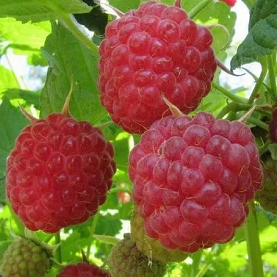 Малина НОВОСТЬ КУЗЬМИНА   Малина НОВОСТЬ КУЗЬМИНА  в Сочи