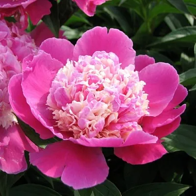 Пион КОРА СТАББС травянистый  Пион КОРА СТАББС травянистый в Сочи