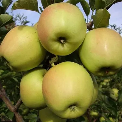 Яблоня СКИФСКОЕ ЗОЛОТО  Яблоня СКИФСКОЕ ЗОЛОТО в Сочи