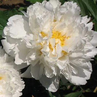 Пион БОУЛ ОФ КРИМ травянистый  Пион БОУЛ ОФ КРИМ травянистый в Сочи