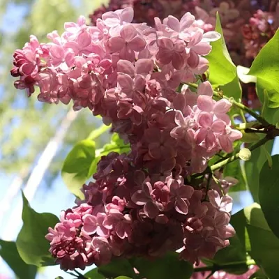 Сирень МЕДОВЫЙ СПАС  Сирень МЕДОВЫЙ СПАС в Сочи