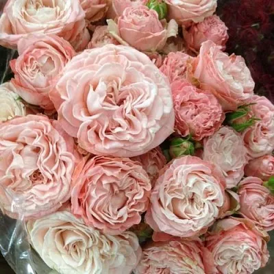 Саженцы роз МАДАМ БОМБАСТИК спрей  Саженцы роз МАДАМ БОМБАСТИК спрей в Сочи