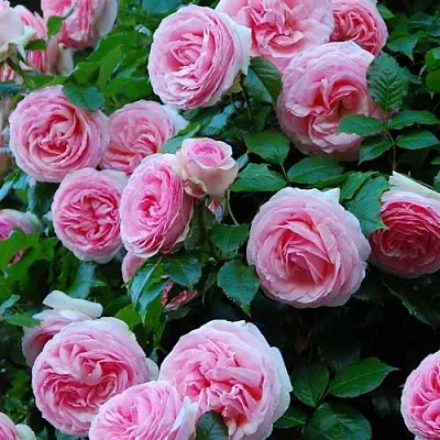 Саженцы роз ПЬЕР ДЕ РОНСАР плетистая  Саженцы роз ПЬЕР ДЕ РОНСАР плетистая в Сочи