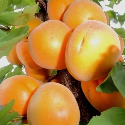 Абрикос ДЕСЕРТНЫЙ — описание сорта Абрикос ДЕСЕРТНЫЙ в Сочи