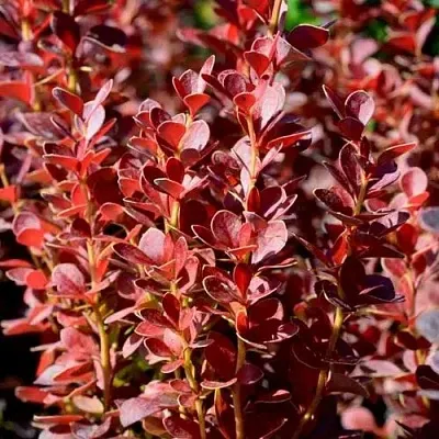 Барбарис ВУЛКАНО тунберга  Барбарис ВУЛКАНО тунберга в Сочи