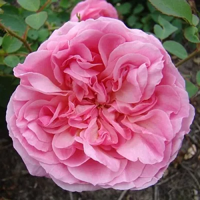 Саженцы роз ХАЙДИ ХОЛЛ английская  Саженцы роз ХАЙДИ ХОЛЛ английская в Сочи