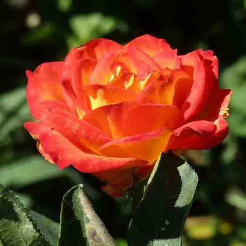 Роза ЛИНА чайно-гибридная  в Сочи