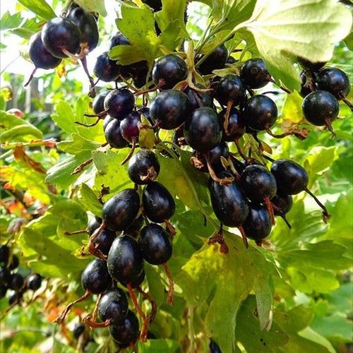 Смородина золотистая ОВАЛЬНАЯ в Сочи