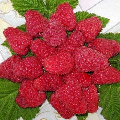 Сладкая в Сочи