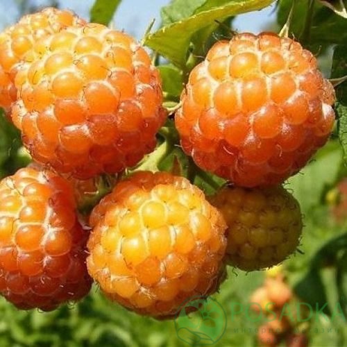 Малина КУМБЕРЛЕНД желтая в Сочи