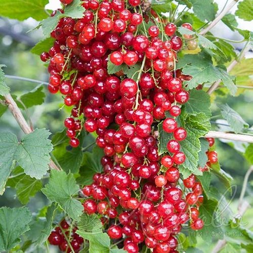 Смородина красная РЕД ЛЕЙК в Сочи