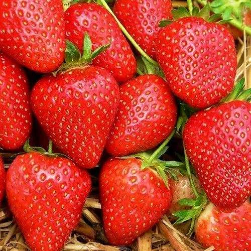 Клубника КВИКИ в Сочи