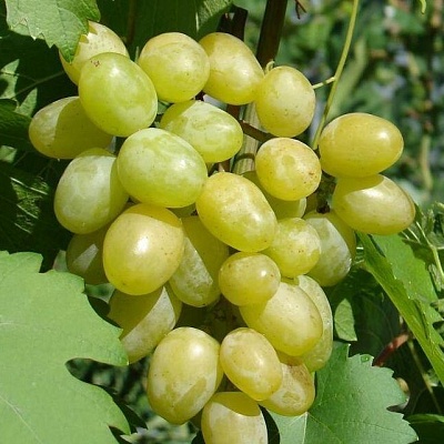 Виноград в Сочи