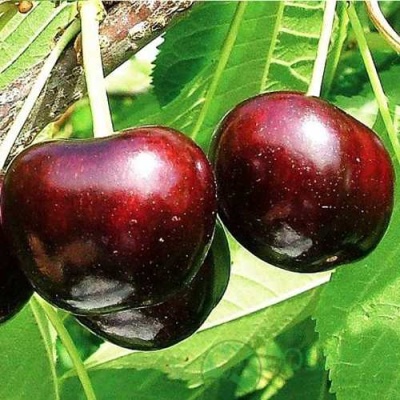 Черешня САММИТ в Сочи