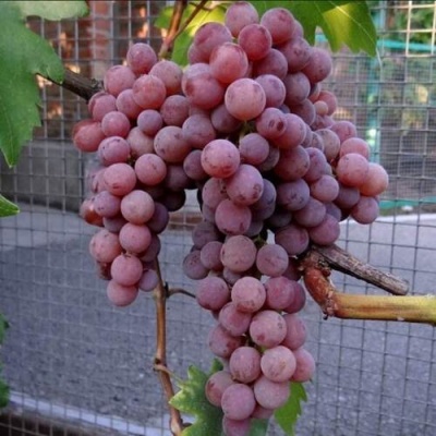 Виноград ЭЛЕГИЯ в Сочи