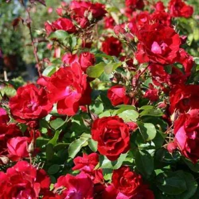 Роза ЧАМПЛЕЙН флорибунда в Сочи