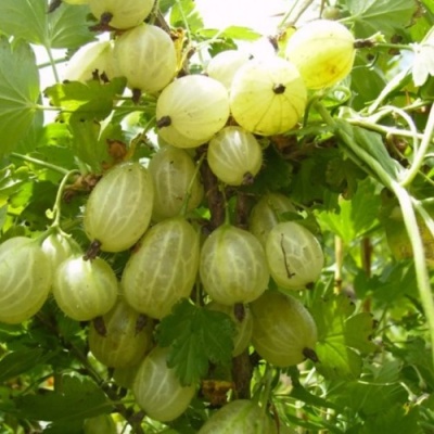 Крыжовник ИНВИКТА в Сочи