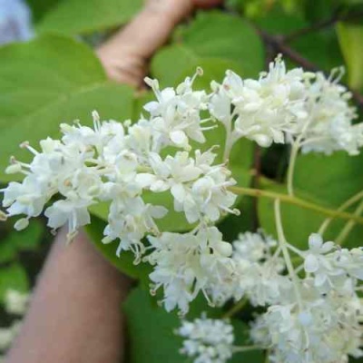 Сирень АМУРСКАЯ в Сочи