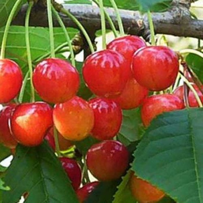 Черешня ДОНЧАНКА в Сочи
