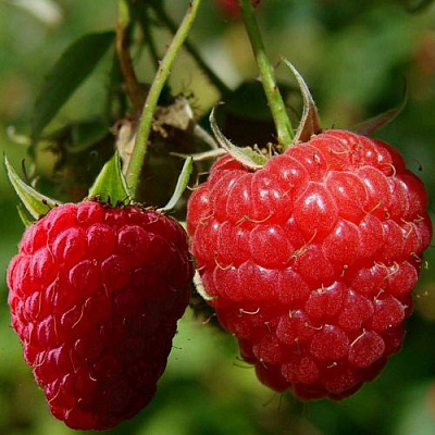 Кустовая в Сочи