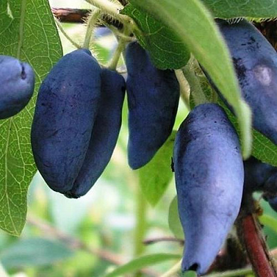 Жимолость съедобная в Сочи