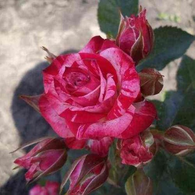 Роза ФАЙЕР ВОРКС миниатюрная  в Сочи