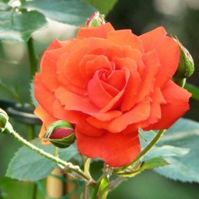 Роза АНЖЕЛИКА чайно-гибридная  в Сочи