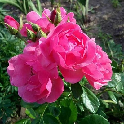 Роза АНГЕЛА флорибунда в Сочи