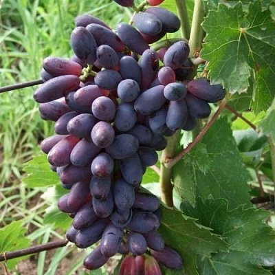 Виноград КИШМИШ ЯСЯ в Сочи