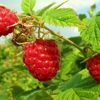 Бесшипная в Сочи